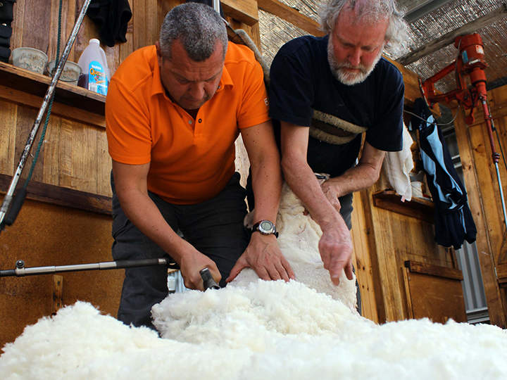 Zwei Männer scheren in einem Holzstall ein Schaf. Ein Mann in einem orangefarbenen Poloshirt bedient das Scherwerkzeug, während der andere, in einem dunklen Hemd, das Schaf hält. Haufen flauschiger Wolle bedecken den Boden. Im Hintergrund sind verschiedene Werkzeuge und Hilfsmittel zu sehen.