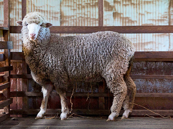Ein flauschiges Schaf mit dichter, lockiger Wolle steht in einem Holzpferch. Es blickt nach vorne und hat leicht nach außen gerichtete Ohren. Der Pferch hat vertikale Holzlatten und im Hintergrund eine gewellte Metallwand. Auf dem Boden liegt spärlich Heu.