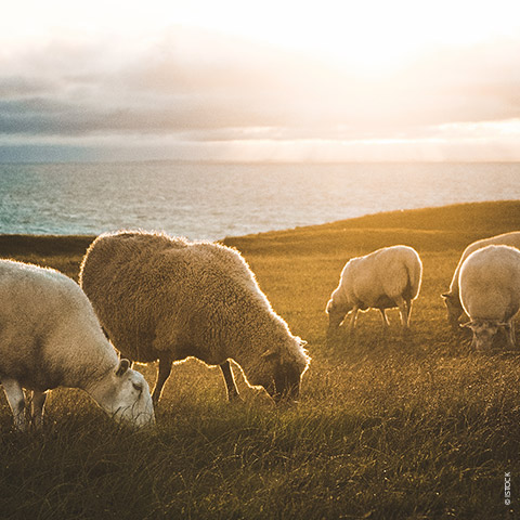 Schafe grasen auf einer sonnenbeschienenen Wiese in der Nähe des Ozeans. Die Sonne geht am Horizont unter und wirft einen warmen Schein über die Szene. Der Himmel ist teilweise bewölkt und die Landschaft ist ruhig und malerisch.