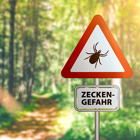 Ein Warnschild mit einem rot umrandeten Dreieck mit Zeckensymbol und darunter einem rechteckigen Schild mit der Aufschrift „ZECKENGEFAHR“ steht auf einem Waldweg und weist auf die Gefahr von Zecken hin. Sonnenlicht fällt durch die üppigen, grünen Bäume im Hintergrund.