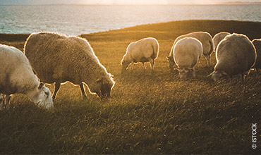 Eine Gruppe Schafe grast auf einer sonnenbeschienenen Wiese in der Nähe eines Gewässers. Der Himmel scheint bei Sonnenuntergang zu sein und wirft einen warmen Schein über die Szene. Die Landschaft ist ruhig und ländlich.