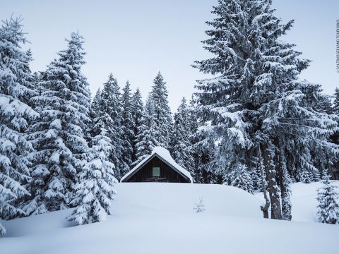 Eine schneebedeckte Holzhütte liegt eingebettet zwischen hohen immergrünen Bäumen in einem Wald. Die umgebende Landschaft ist mit Schnee bedeckt und schafft eine ruhige und malerische Winterszene unter einem klaren, hellblauen Himmel.