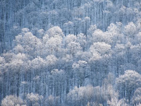 Eine dichte Waldlandschaft, bedeckt mit einer Schicht Frost, mit kahlen Bäumen, die gleichmäßig weiß bestäubt sind und eine ruhige, winterliche Szenerie schaffen. Das sanfte Licht verleiht dem frostigen Wald eine ruhige, kühle Atmosphäre.