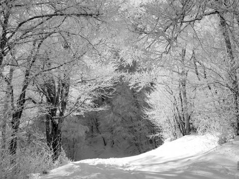 Schwarzweißfoto eines verschneiten Waldweges. Schneebedeckte Bäume bilden oben einen Torbogen. Sonnenlicht fällt durch die Äste und wirft Schatten auf den Boden. Die Szene ruft eine ruhige, heitere Winteratmosphäre hervor.