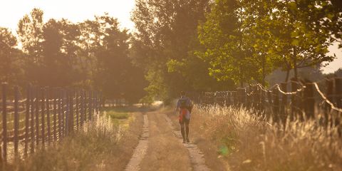 Eine Person geht auf einem sonnenbeschienenen Feldweg, der von hohem Gras und Bäumen gesäumt ist. Das warme Leuchten der untergehenden Sonne schafft eine heitere, goldene Atmosphäre. Zäune verlaufen parallel zum Weg und im Hintergrund ist ein üppiges Waldgebiet zu sehen.