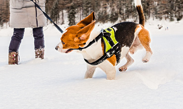 Blog-Wintersport-Hund_hw22_Intro_370x220