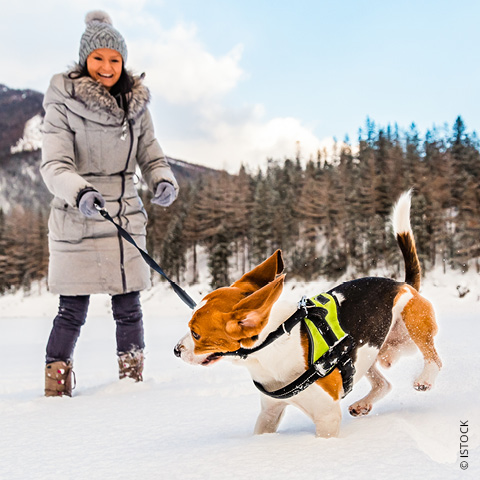 Blog-Wintersport-Hund_hw22_Intro_480x480