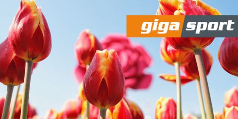 Nahaufnahme von roten und gelben Tulpen vor blauem Himmel. In der oberen rechten Ecke ist ein Logo mit der Aufschrift „Giga Sport“ in Orange und Schwarz eingeblendet.
