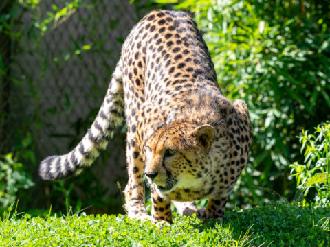 Ein Gepard mit geflecktem Fell streift dicht am Boden über eine Grasfläche, umgeben von grünem Laub. Das Sonnenlicht hebt die geschmeidige und bewegliche Gestalt des Tieres hervor.