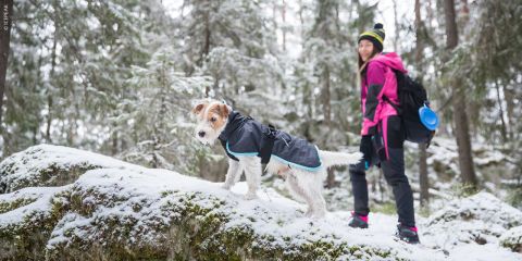 Ein Hund im Mantel steht auf einem schneebedeckten Felsen im Wald. Eine Person in rosa-schwarzem Outfit und Mütze mit Rucksack schaut den Hund an. Die Person hält eine blaue Tasse in der Hand. Schnee liegt auf dem Boden und Bäume sind im Hintergrund zu sehen.
