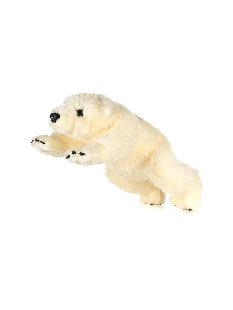 Wie Viel Wiegt Ein Eisbär EISBÄR Eisbär weiss