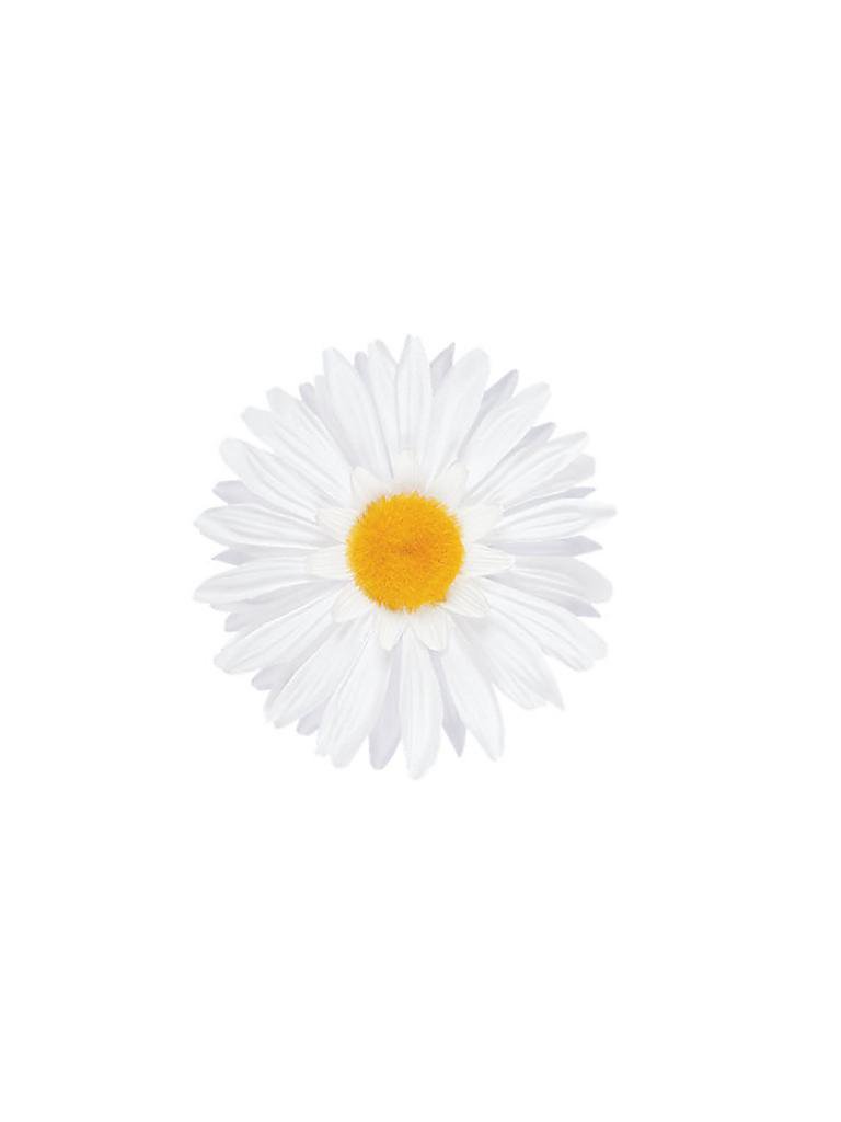 ELECTRA | Fahrrad Lenkerblume Daisy White | 999